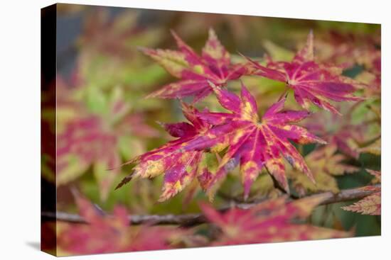 Japanese maple tree in autumn, New England-Lisa Engelbrecht-Premier Image Canvas