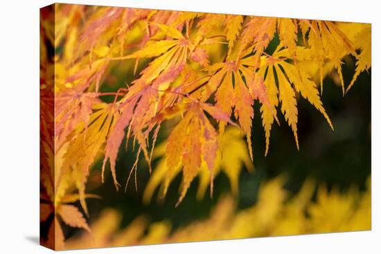 Japanese maple tree in autumn, New England-Lisa Engelbrecht-Premier Image Canvas