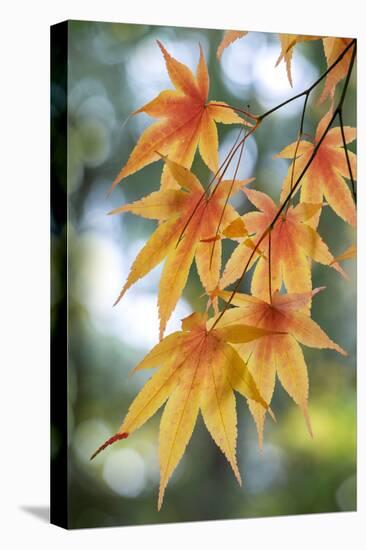 Japanese maple tree in autumn, New England-Lisa Engelbrecht-Premier Image Canvas