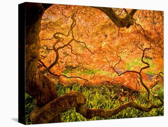 Japanese Maple Trees in Winterthur Gardens, Wilmington, Delaware, Usa-Jay O'brien-Premier Image Canvas