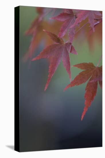 Japanese Maple VI-Rita Crane-Premier Image Canvas