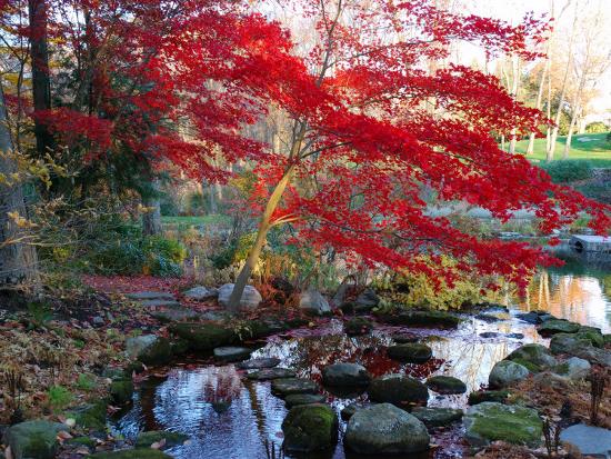 Japanese Maple with Colorful, Red Foliage at a Stream's Edge, New York-Darlyne A^ Murawski-Stretched Canvas