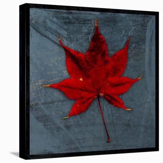 Japanese Maple-John W Golden-Premier Image Canvas