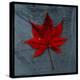 Japanese Maple-John W Golden-Premier Image Canvas