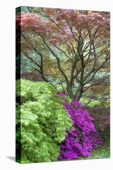 Japanese Maples and Pink Azaleas, St Louis, Missouri-Richard and Susan Day-Premier Image Canvas