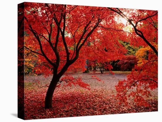 Japanese Maples in Autumn-Ernie Janes-Premier Image Canvas