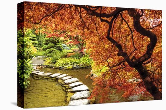 Japanese Maples in the fall, British Columbia, Canada-Stuart Westmorland-Premier Image Canvas