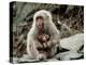 Japanese Monkey and Her Baby-null-Premier Image Canvas