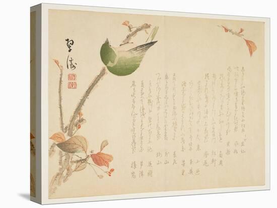 Japanese Nightingale Perched on a Branch-Suit?-Premier Image Canvas