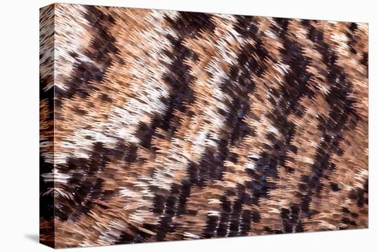 Japanese owl moth close up of scales on wing-Alex Hyde-Premier Image Canvas