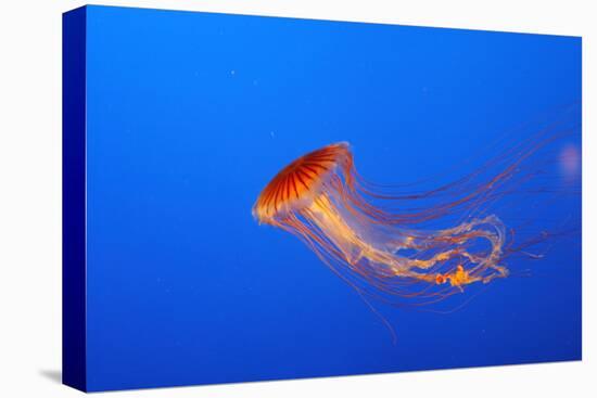 Japanese, Pacific Sea Nettle, Jellyfish-null-Premier Image Canvas