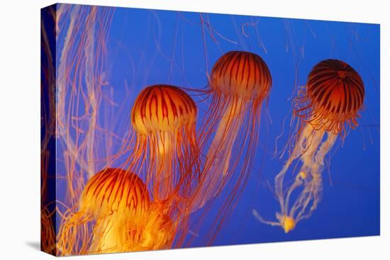 Japanese, Pacific Sea Nettle, Jellyfish-null-Premier Image Canvas