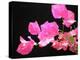 Japanese Paper Flower-Herb Dickinson-Premier Image Canvas