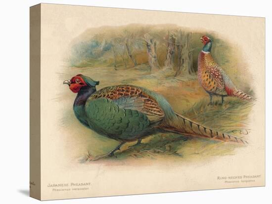 Japanese Pheasant (Phasaianus versicolor), Ring-Necked Pheasant (Phasaianus torquatus), 1900-Charles Whymper-Premier Image Canvas
