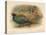 Japanese Pheasant (Phasaianus versicolor), Ring-Necked Pheasant (Phasaianus torquatus), 1900-Charles Whymper-Premier Image Canvas