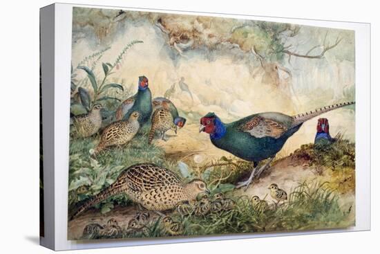 Japanese Pheasants, 1865-Joseph Wolf-Premier Image Canvas