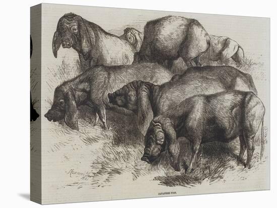 Japanese Pigs-Harrison William Weir-Premier Image Canvas