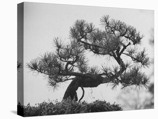 Japanese Pine Trees, Dwarfed and Shaped in Japanese Fashion, at Brooklyn Botanic Garden-Gordon Parks-Premier Image Canvas