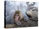 Japanese Snow Monkeys Bathing in Hot Spring Pools at Jigokudani Onsen, Nagano Prefecture, Japan-Chris Willson-Premier Image Canvas