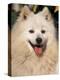 Japanese Spitz Panting-Adriano Bacchella-Premier Image Canvas