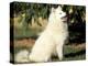 Japanese Spitz Sitting and Looking Up-Adriano Bacchella-Premier Image Canvas