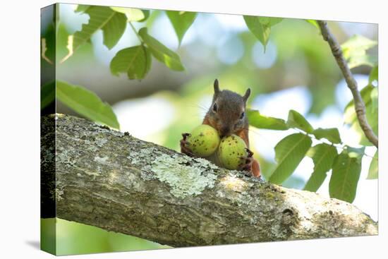 Japanese Squirrel (Sciurus Lis) Carrying Two Walnut (Juglans Ailantifolia)-Yukihiro Fukuda-Premier Image Canvas