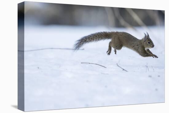 Japanese Squirrel (Sciurus Lis) Running After An Female In Oestrus In The Snow-Yukihiro Fukuda-Premier Image Canvas