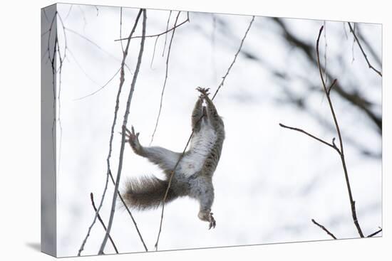 Japanese Squirrel (Sciurus Lis) Trying To Climb Up A Thin Branch After An Female In Oestrus-Yukihiro Fukuda-Premier Image Canvas