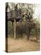 Japanese Tourists Board the Elephant That Will Take Them on Safari-Don Smith-Premier Image Canvas