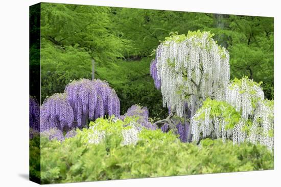 Japanese Wisteria, Kennett Square, Pennsylvania, USA-Lisa S. Engelbrecht-Premier Image Canvas