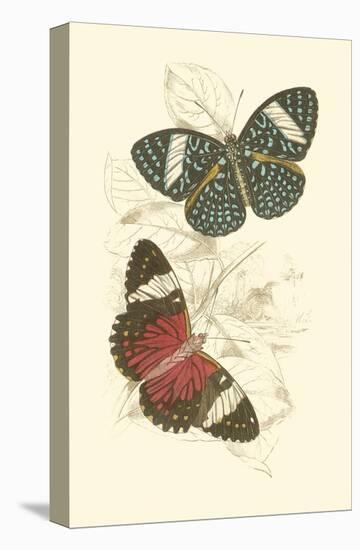 Jardine Butterflies I-Sir William Jardine-Stretched Canvas