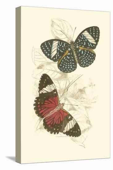 Jardine Butterflies I-Sir William Jardine-Stretched Canvas