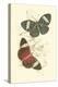 Jardine Butterflies I-Sir William Jardine-Stretched Canvas