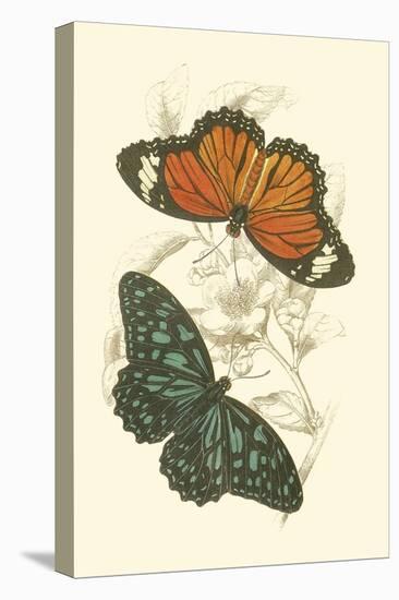 Jardine Butterflies II-Sir William Jardine-Stretched Canvas