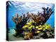 Jardines De La Reina, Cuba: Elkhorn Coral-Ian Shive-Premier Image Canvas