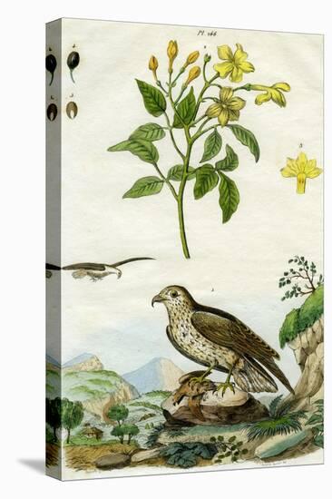 Jasmine and Short-Toed Eagle, 18th or 19th Century-Pedretti-Premier Image Canvas