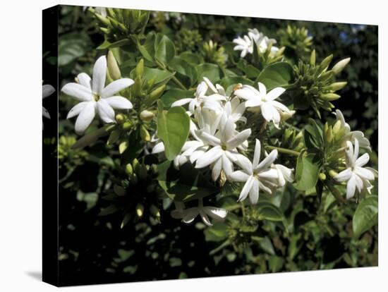 Jasmine Flowers in Bloom, Madagascar-Michele Molinari-Premier Image Canvas