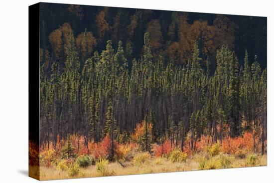 Jasper National Park, Autumn Boreal Forest-Ken Archer-Premier Image Canvas