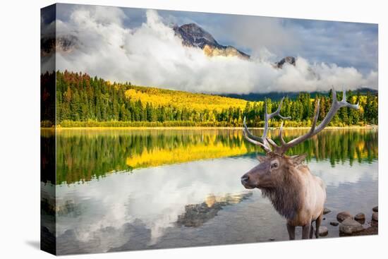 Jasper National Park in the Rocky Mountains of Canada. Proud Deer Antlered Stands on the Banks of T-kavram-Premier Image Canvas