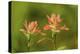 Jasper NP, Alberta, Canada. Red Indian Paintbrush wildflower along the Patricia Lake Circle trail.-Janet Horton-Premier Image Canvas