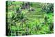 Jatiluwih rice terrace, a popular tourist experience near the center of Bali close to Ubud.-Greg Johnston-Premier Image Canvas