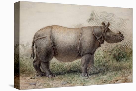 Javan Rhinoceros, 1874-Joseph Wolf-Premier Image Canvas