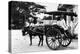 Javanese Horse Cab-null-Premier Image Canvas