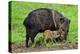 Javelina Mother with Young-null-Premier Image Canvas