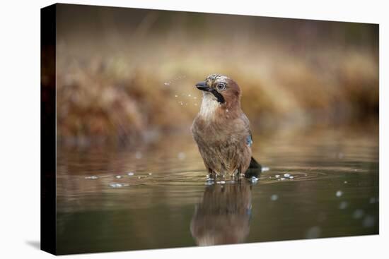 Jay (Garrulus glandarius) bathing, Sweden, Scandinavia, Europe-Janette Hill-Premier Image Canvas