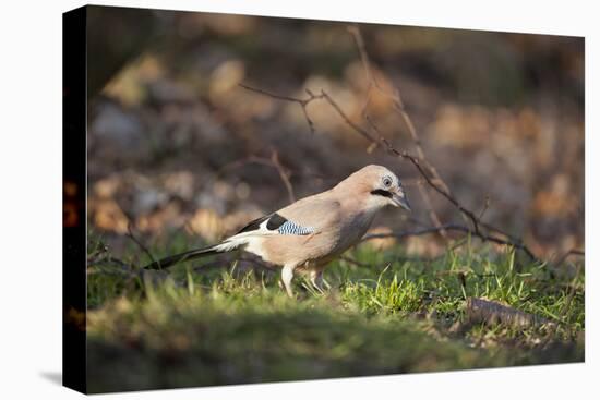 Jay (Garrulus Glandarius). Scotland, UK, February-Mark Hamblin-Premier Image Canvas