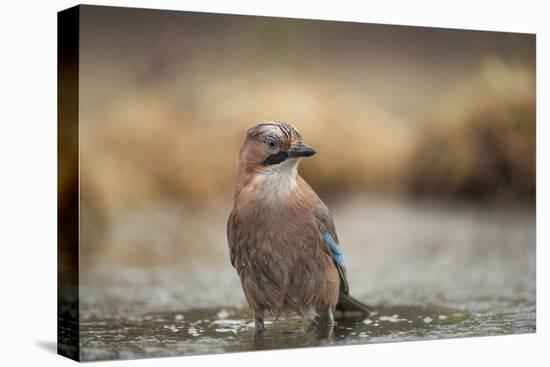 Jay (Garrulus glandarius), Sweden, Scandinavia, Europe-Janette Hill-Premier Image Canvas