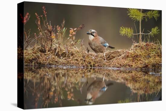 Jay (Garrulus glandarius), Sweden, Scandinavia, Europe-Janette Hill-Premier Image Canvas