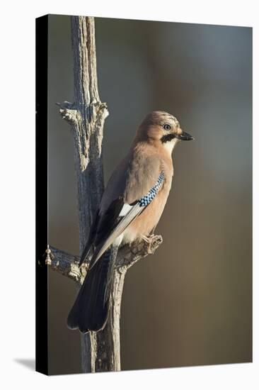 Jay (Garrulus glandarius), Sweden, Scandinavia, Europe-Janette Hill-Premier Image Canvas