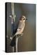 Jay (Garrulus glandarius), Sweden, Scandinavia, Europe-Janette Hill-Premier Image Canvas